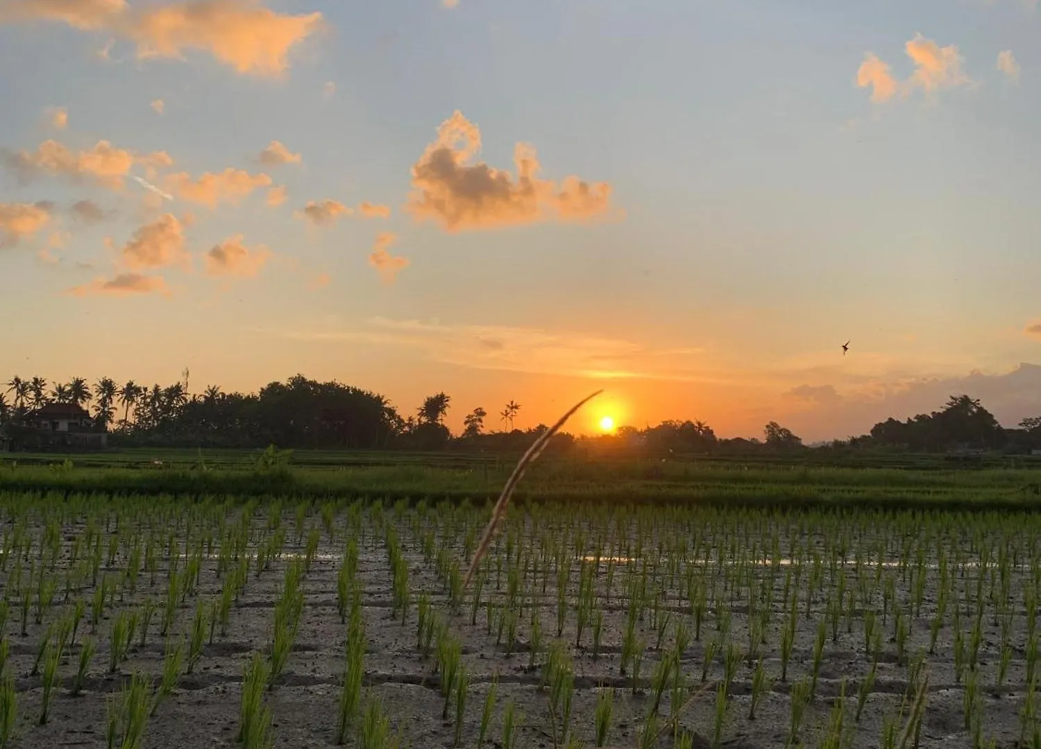 Bucu Kaja House Bed & Breakfast Ubud